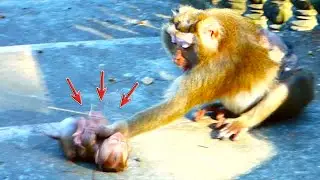 So Crazy!! What Happens When BB monkey Curious, Gets Her Hands on a Baby monkey