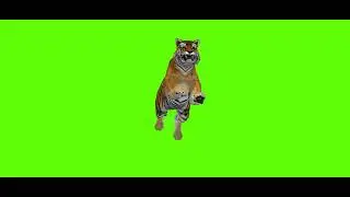 Tiger Running green screen video