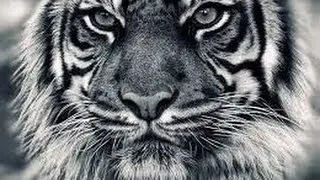 Очень страшный Хищник! Приколы с животными!