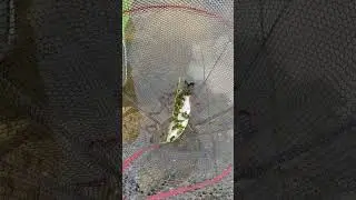 С помощником на рыбалке веселее! #shorts