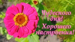 Чудесного дня и хорошего настроения!