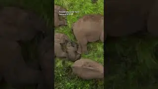 Just lots of baby elephants sleeping on some grass... ❤️ 🐘