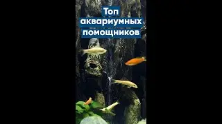 Топ аквариумных помощников 
