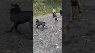 Cane Corso and Great Dane Funny Fight 👹 