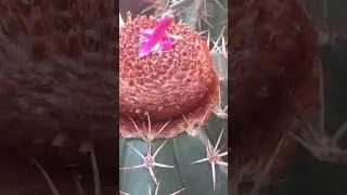 Сбор плодов кактуса