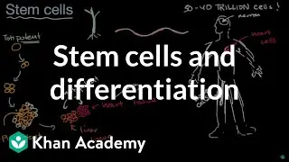 Stem cells and differentiation | From cells to organisms | High school biology | Khan Academy