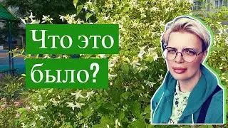 Питер Что это было ? Сизова 25