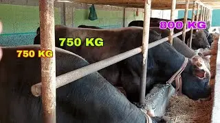 ANGUS SHIVET BUQALAR SOTILADI ☎️+998996070121 BOQISH SIRLARI
