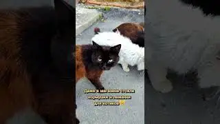 Синегорск, кошачий город на Сахалине😸