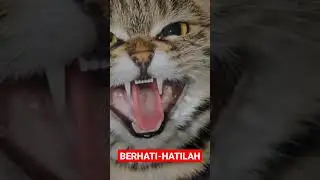 PEMBURU PALING DI TAKUTI NO 1