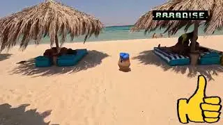 Египет 🇪🇬 2025| 🏝️ Остров Утопия. Хургада.🌞🐠🐟🐬