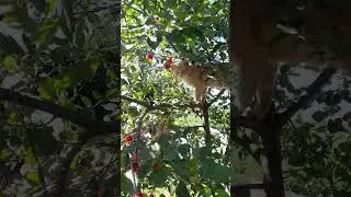 Хто куди, а я по вишню