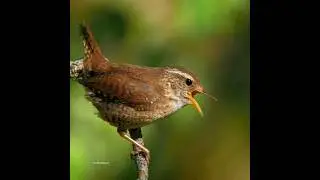 Bird singing song