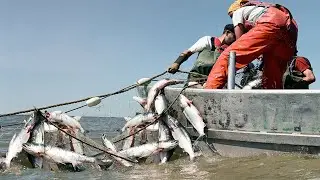Amazing Biggest Gill net Fishing Line Catch Giant Fish - Awesome big catching on the sea