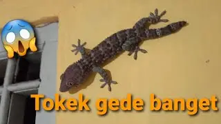 Suara tokek rumah ||  untuk anak susah tidur