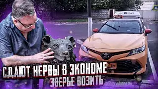 Ты где, млять? Когда сдают нервы в эконом Яндекс такси. Balance.Taxi * 2310 звонок/StasOnOff