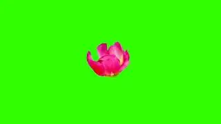 Green screen | Blooming flower | Relax | Video background | Footage | №44