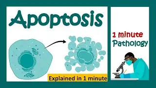 Apoptosis explained in 1 minute | pathology in 1 minutes