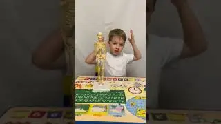 Скелет человека для детей
