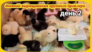 Бройлеры. Выращивание бройлеров в домашних условиях. Вид, вес, пропаивание. День второй.
