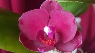 Phal. Flame Rouge или Phalaenopsis Asantha Rouge. Первое цветение орхидеи с названием Красное пламя.