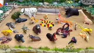 27 African Jungle Animals Stuck in Sandbox! Fun Learning for Kids | Kidiez World TV
