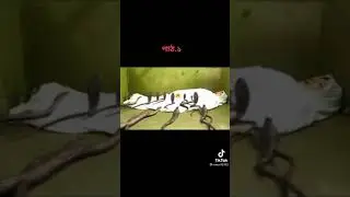 QABR AZOBI 2 QISM