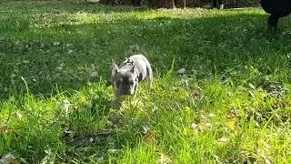 Французский Бульдог в Парке (часть 2) | French Bulldog in the Park