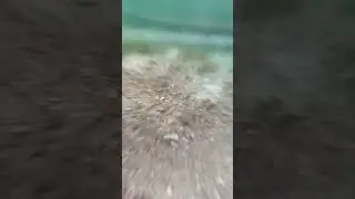 форель сошла с ума