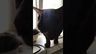 🤣кот ругается😤