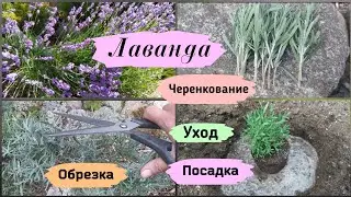 Лаванда. Посадка, уход, обрезка, черенкование.