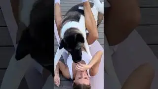 متعة اللياقة البدنية المنزلية مع كلبك #dogs #dogfunny #funnydogs #fitness #homeworkout #girl