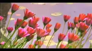 Rhythm & Blooms - Van Dusen Gardens