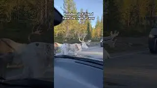 Reindeer have the right of way in Finland. H/t deschoudersvanreuzen via r/MadeMeSmile 
