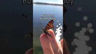 INCREDIBLE weekend with a random butterfly