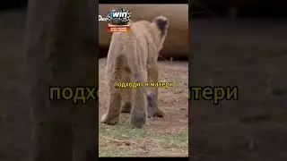 Львёнок наконец-то покушал #животные #аnimals #shorts