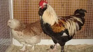 ФАВЕРОЛЬ//Характеристика породы кур