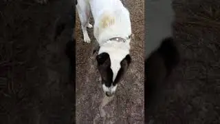прогулка с Никой
