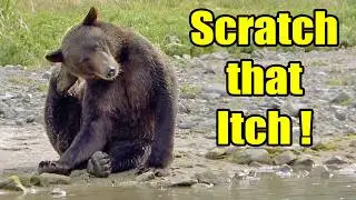 Scratch that Itch! - Itchy Alaskan Brown Bears