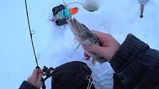 Зимняя рыбалка🐟❄😉 закрытие 2024 года ✨👀очень даже не плохо.🐟❄😉🔥25.12.2024 г.