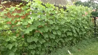 Должна ли лоза страдать. Как я выращиваю технические сорта винограда