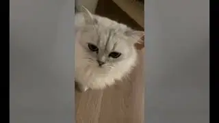 Cute Cat Compilation 🐈| Beautiful Cat| Humpty Hobbies