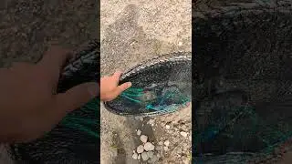 Купил маленькую вершу, поймаю живца? #рыбалка #fishing #вершы #мардушка #мардушкой