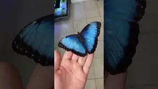 Blue Morpho