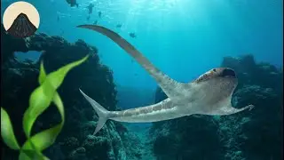 When Sharks Flew Through the Ocean