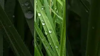 Unleashing the Secrets of Macro Photography with Google Pixel 7 Pro