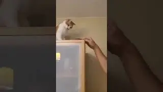 My Stubborn Cat 