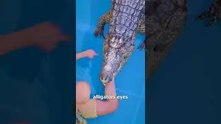 How To Escape An Alligator Death Roll 😨