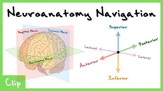 How To Navigate The Central Nervous System Explained (Dorsal, Ventral, Sagittal, Coronal)  | Clip