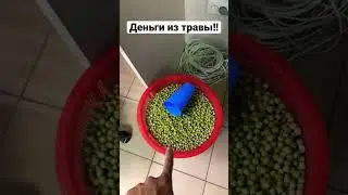Деньги из травы дома